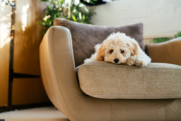 Perché il Cane Non Mangia? Cause, Soluzioni e Quando Preoccuparsi Perché il Cane Non Mangia? Cause, Soluzioni e Quando Preoccuparsi